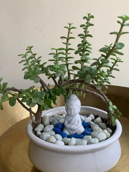 Find your moment of zen by creating a miniature garden. This setup features a Jade plant, which is great for beginners, and a calming Buddha statue nestled among pebbles.