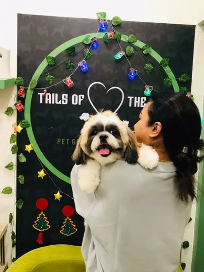 A post-grooming cuddle is the best reward. This Shih Tzu is looking extra fluffy and happy in her owner's arms.