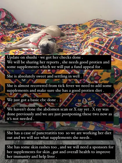 An update on Shushi's health. After vet checks, we found she needed supplements for her recovery. We are transparent about all medical needs and costs with our community.