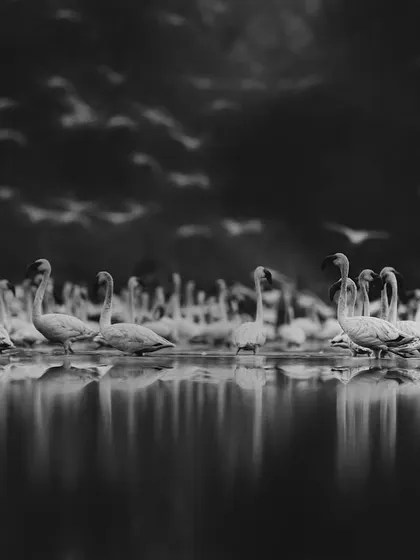 "The Celestials of Earth." This black and white version of flamingos in the twilight was nominated at the BW Spider Awards. The conversion to monochrome emphasizes the reflections, the forms, and the dramatic sky, creating a timeless, otherworldly scene.