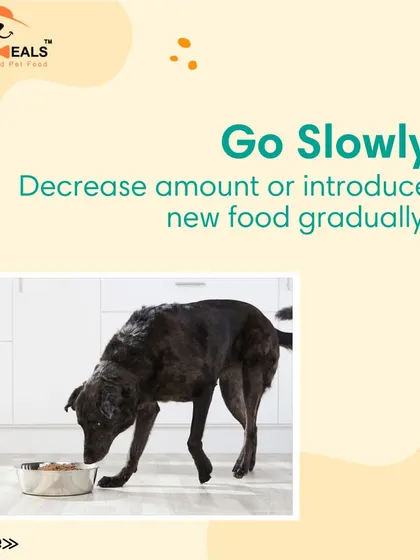 This collection of infographics and product shots provides a comprehensive guide to understanding, preventing, and managing dog obesity with my specialized diet plans and responsible treating tips.