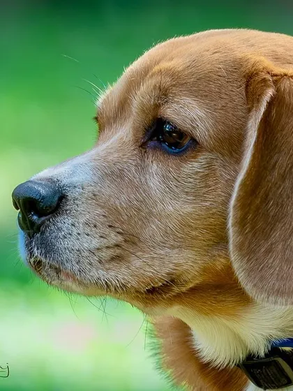 A duplicate of the classic profile shot. This type of portrait highlights the Beagle's distinct features and noble expression, creating a timeless piece of art.