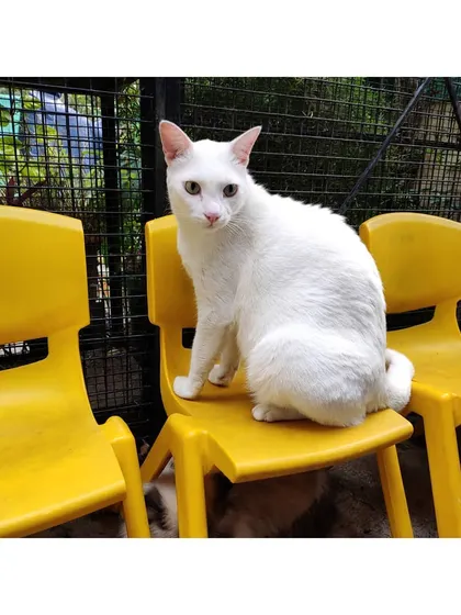This elegant white cat has claimed one of the bright yellow chairs in our play area. We have plenty of seating for both our two-legged and four-legged friends.