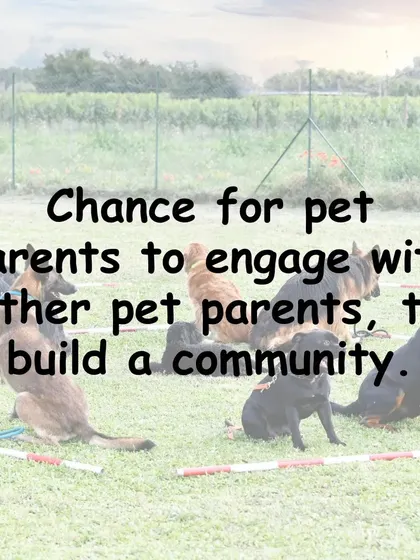 These classes are a great chance to connect with other pet parents in your area. It's wonderful to build a community of people who share your love for dogs.
