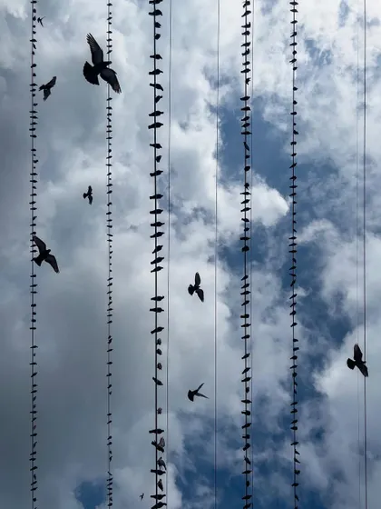 Looking up at the sky, the wires create a grid filled with birds, both perched and in flight. This perspective turns a common sight into an interesting abstract pattern.