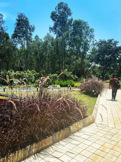 A person walking along a paved path at one of our project sites, surrounded by colorful ornamental grasses. This photo captures the feeling of movement and serenity that I strive to create in my landscape designs.