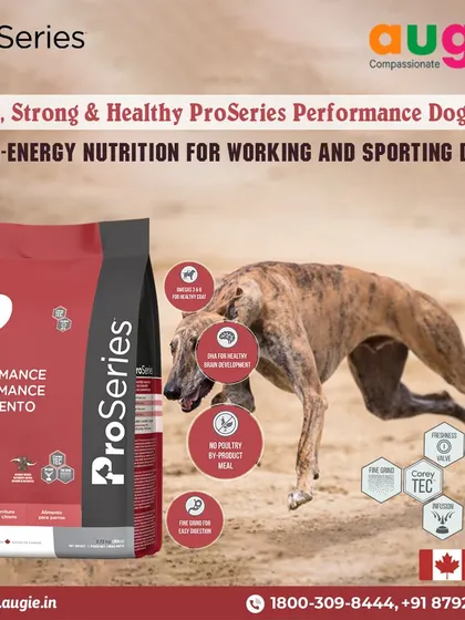 For working and sporting dogs, I recommend ProSeries Performance Dog Food. It's a high-energy formula made in Canada that builds strong muscles, supports brain development with DHA, and is easy to digest.