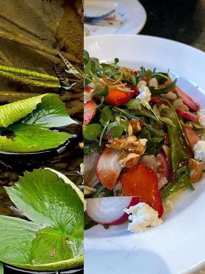A photo from my 2024 scroll. This image pairs the tranquility of a lily pond with a fresh strawberry and feta salad, contrasting nature and cuisine.