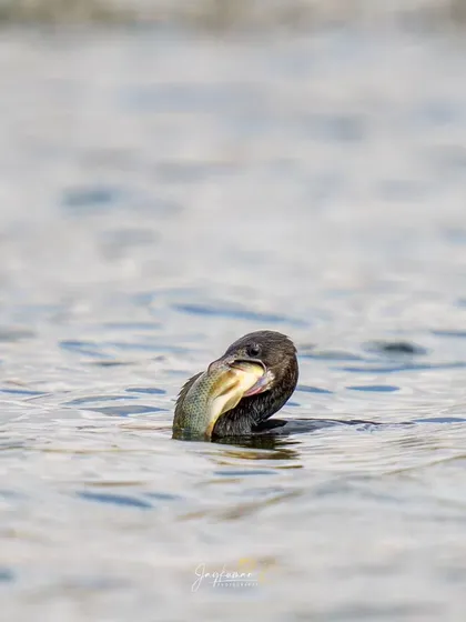 A close-up view of the Little Cormorant grappling with its large meal. The details of the bird and its prey are sharp and clear, perfect for editorial use.
