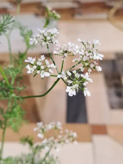 A single coriander flower cluster. It's a beautiful sight and attracts beneficial insects to the garden.