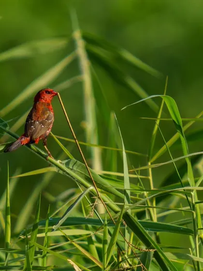 A duplicate of the Red Avadavat with nesting material, its bright red plumage on full display.