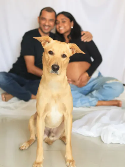 A simple, beautiful studio-style maternity portrait. The focus is entirely on the expecting couple and their loyal dog, creating a clean and timeless image that celebrates their growing family.