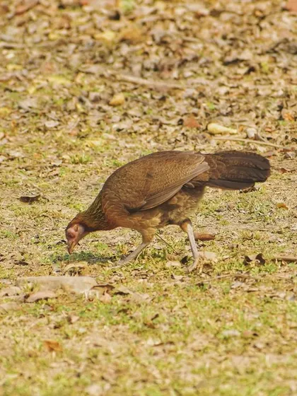 A wild junglefowl forages on the ground, a common but beautiful bird found in the forests of India.