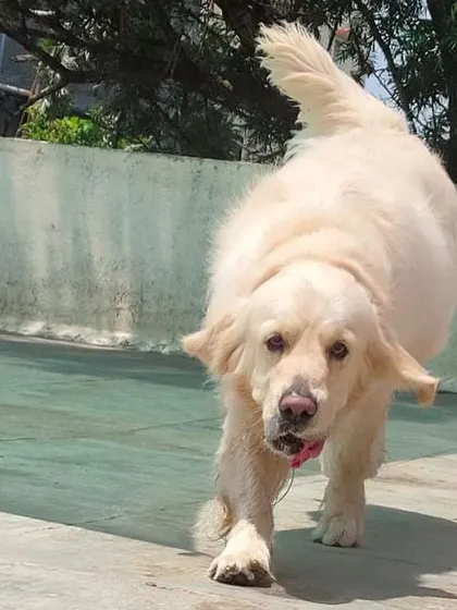 We cater to every personality. This guest is enjoying a solo stroll, demonstrating our commitment to individualized care for anti-social or anxious dogs.