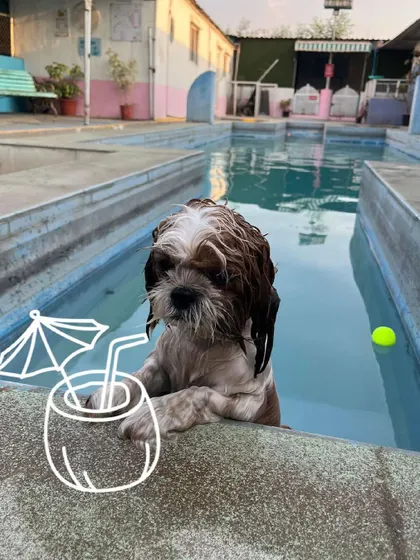 Even the little ones can enjoy a relaxing day by the pool. This adorable Shih Tzu is chilling with a coconut drink, showing that my parties are designed for pets of all sizes and energy levels.