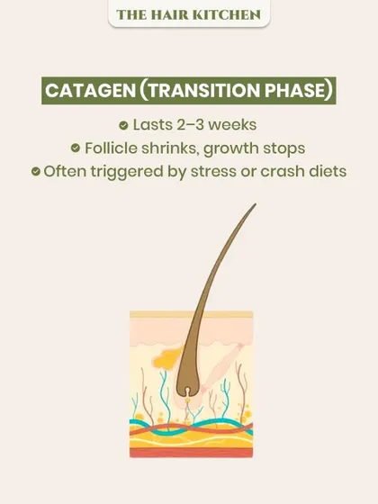 The Catagen or 'Transition' phase is a short period where the hair follicle shrinks and growth stops. As this diagram shows, this phase is often triggered by internal factors like stress or crash diets, highlighting the link between lifestyle and hair health.