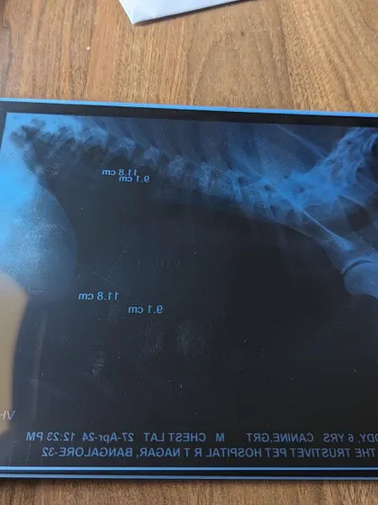 Buddy's chest X-ray, which showed abnormalities. This was an unexpected and heartbreaking discovery during his checkup for a breathing issue.