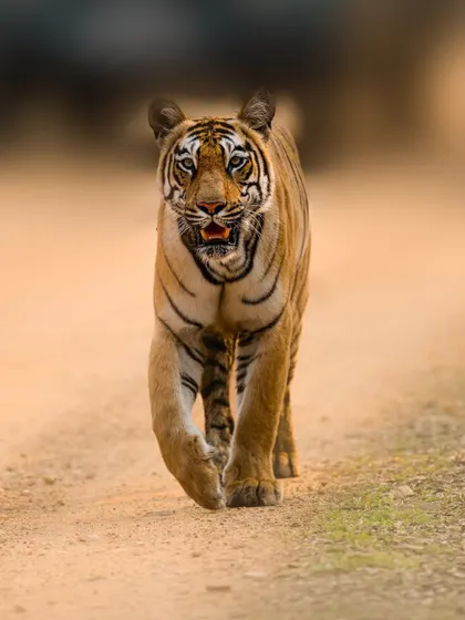 The famous Roma tigress of Tadoba, a symbol of resilience. Her direct gaze and determined walk make for a powerful portrait. On my tours, we learn the stories of these individual tigers, adding depth to our photography.