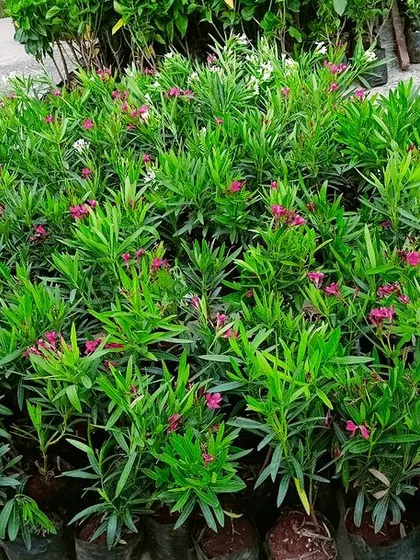 This is a duplicate of image 71. A batch of Kaner (Oleander) plants with vibrant pink flowers, prepared for a landscaping project. We select plants that are hardy and provide long-lasting color.