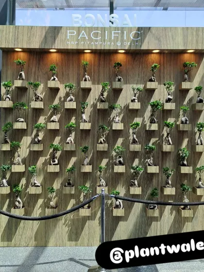 The finished Ginseng Ficus Bonsai vertical wall. This stunning, one-of-a-kind installation at Pacific Mall showcases our ability to execute creative and large-scale specialty plant projects.