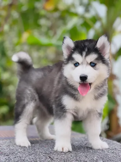 Standing tall and proud, this blue-eyed Husky shows off his perfect structure and fluffy tail. He is the complete package.