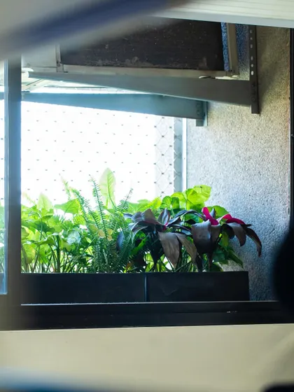 A view through a window into one of our custom planter boxes. It's a great way to add greenery and privacy to your home.