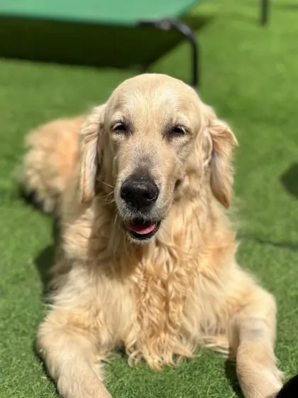 A senior Golden Retriever, relaxed and happy in the sun.