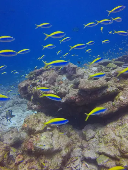 The vibrant marine life of the Laccadive sea. On our dives, you'll witness stunning coral reefs and swim alongside schools of colourful fish.