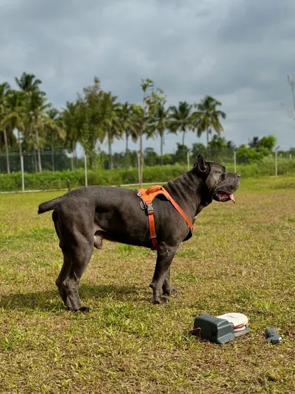 The majestic Cane Corso, Hugo, standing near the SwiftPaws lure course equipment, ready for action.