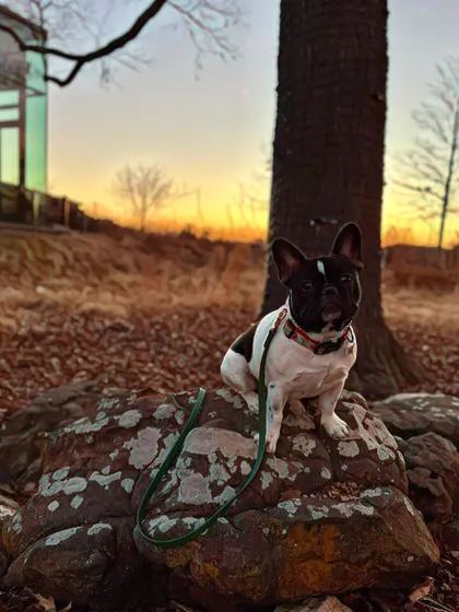 A French Bulldog enjoying a sunset view during a pack walk at Turkey Mountain. We encourage bringing dog cots to practice settling down in new environments.