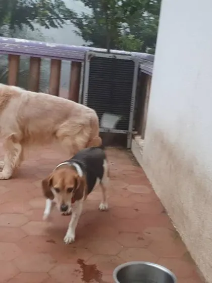 A senior Golden Retriever and a beagle exploring the rooftop patio together. It's a great space for dogs of all ages and mobility levels.