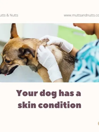Skin conditions can sometimes make regular exercise uncomfortable. Hydrotherapy offers a soothing, low-impact alternative to keep your dog active while their skin heals.