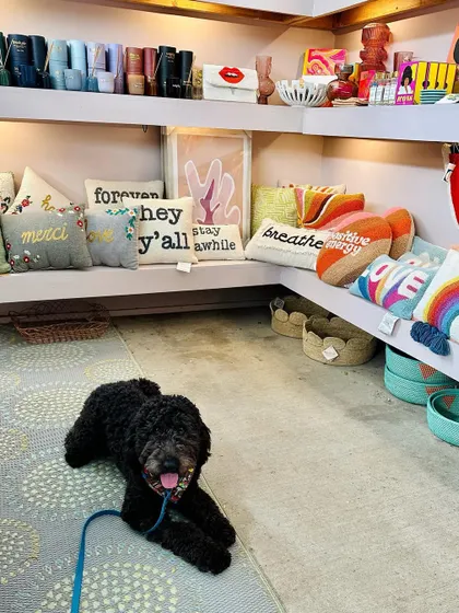 Meet Ozzie, a Labradoodle who graduated from our two-week bootcamp. We helped him build confidence around new people and in new environments.