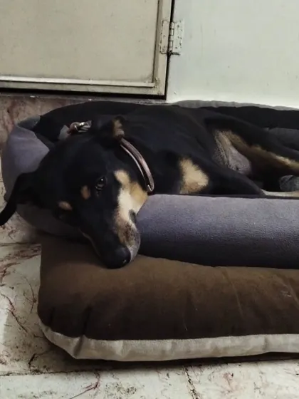These additional photos showcase the variety of wonderful dogs I have the pleasure of caring for, each with their own unique charm and personality. From playful moments to quiet cuddles, every interaction is special.