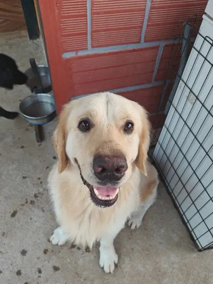 The happy face of a guest who feels right at home. My goal is to provide a stress-free vacation for your dog, filled with playtime, cuddles, and a consistent routine that builds their confidence.