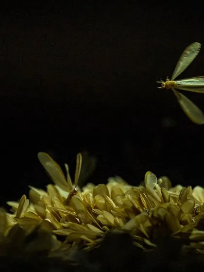 A single termite takes flight, representing the start of a new potential colony.