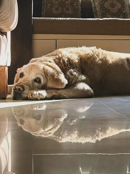 An emotional portrait of a senior Labrador. I cherish the deep, soulful connection I get to share with older dogs.