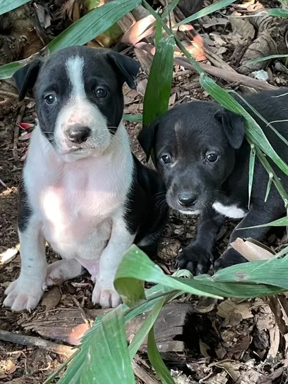 Two black and white indie puppies, 1.5 months old, are looking for their forever homes. Can you adopt one of these cuties?