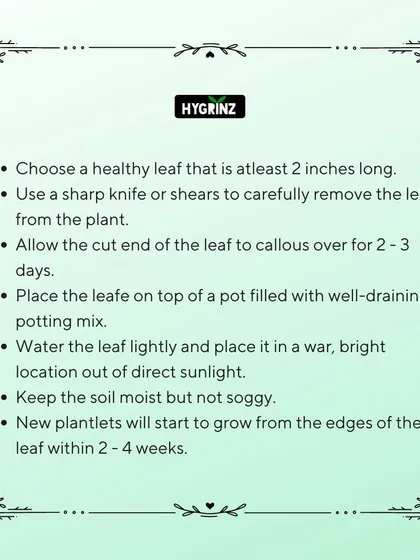 Here is the step-by-step guide again for propagating a Jade Plant. Following these simple instructions will help you successfully create new plants from a single leaf.