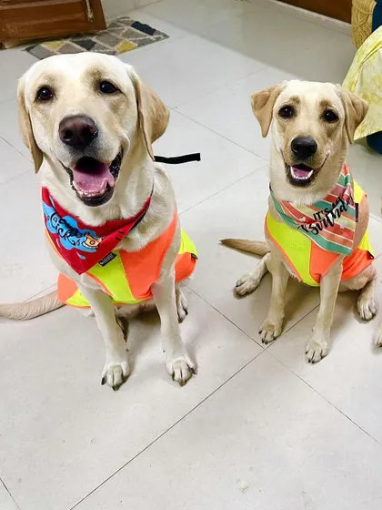 Ollie celebrating with her canine siblings. We love seeing our adopted dogs become part of a pack.
