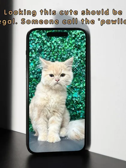 This Persian cat is looking so cute it should be illegal. Proper grooming for long-haired cats is essential to prevent matting and skin issues.