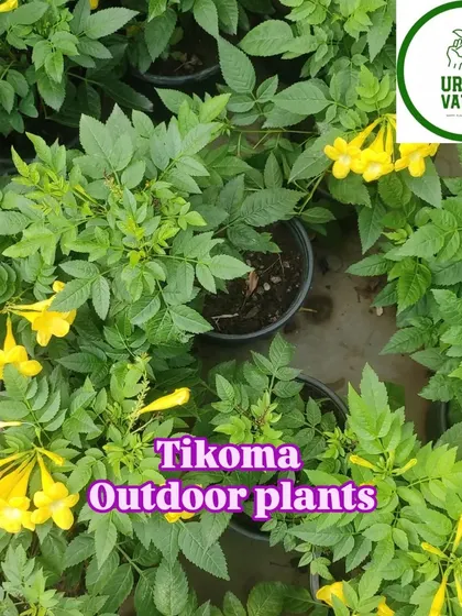The yellow variety of Tecoma, another great choice for a sunny spot.
