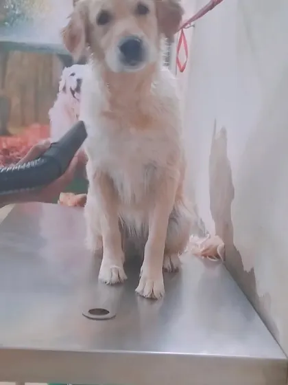 After a warm bath, a proper blow dry is important, especially for dogs with thick coats. This helps prevent skin problems and leaves the fur feeling soft and looking fluffy.