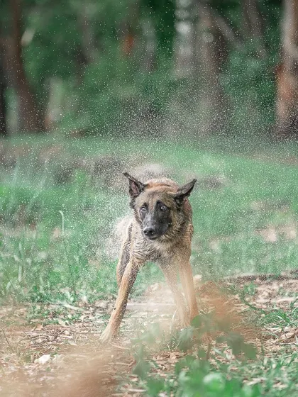 A front-on view of the shake, capturing the funny and slightly distorted face of a dog in motion. These are the unique, personality-filled moments I aim for.