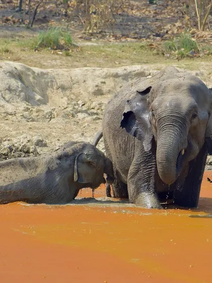 A wide-eared mother elephant watches over her calf. Each elephant has unique features, which I try to capture.