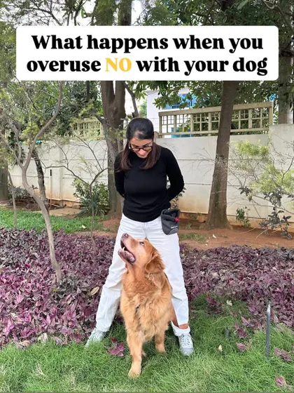 Overusing the word "no" is a common training mistake. It loses its meaning, lowers your dog's confidence, and doesn't teach them what you want them to do instead. I teach you how to use redirection and positive reinforcement for better results.