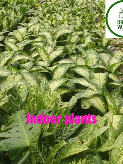 A large batch of Dieffenbachia, also known as Dumb Cane. Its large, patterned leaves are a beautiful sight.