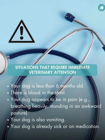 This infographic lists situations that require immediate veterinary attention for diarrhea. These include if your dog is a young puppy, if there is blood in the stool, or if they are showing signs of pain.