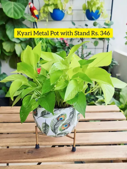 A beautiful pot can be a piece of art in itself. This Kyari metal pot with a stand has such a lovely design and is perfect for showcasing a special plant. I found this during the Amazon Great Indian Festival, and it adds a touch of elegance to my home.