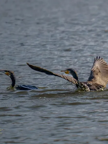 Duplicate of the two swimming cormorants, showing their interaction.